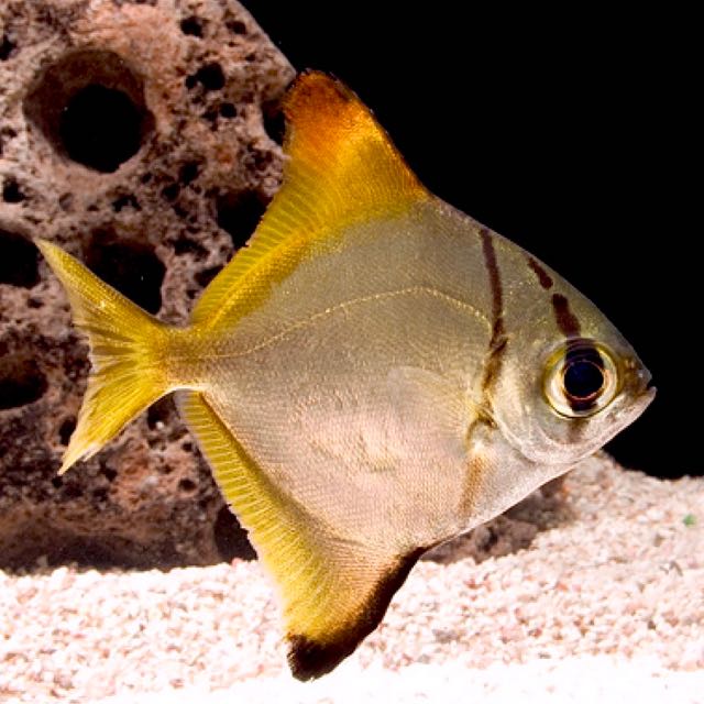 Monodactylus argenteus  Zilverbladvis L